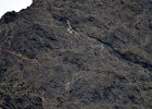 Slechtvalk (Peregrine falcon) (falco peregrinus) - Yolin Am 22-08-2016 (1)